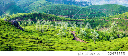 Panorama of green tea plantations on sunrise in 22473555