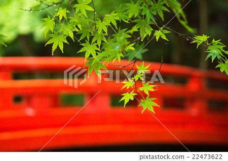 靜岡縣·森鎮·小國神社的新鮮綠色和紅色橋樑橋 22473622