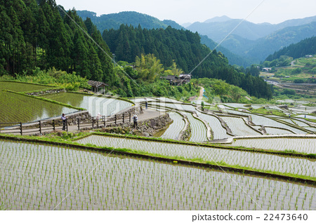 图库照片 千枚田 四谷千枚田 梯田