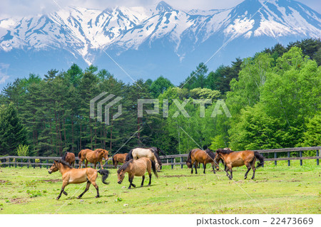 Otakiyama剩下的雪和Kaeda Kogen的馬 22473669