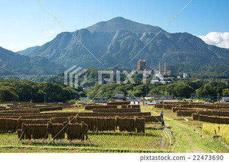 Saitama prefecture Yokosecho · Autumn Terasaka Rice terrace and Mt. Kishiyama 22473690