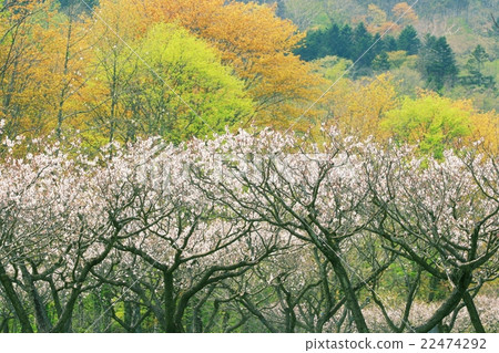 Plum garden 2 Plum garden 2 22474292