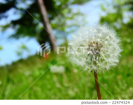 Dandelion fluff Dandelion fluff 22474324