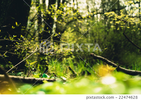 in the forest in the forest 22474628
