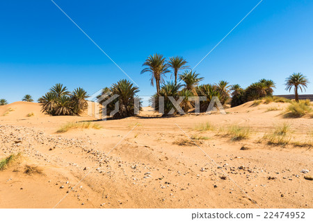 Palms in Sahara desert Palms in Sahara desert 22474952