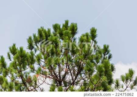 Khasiya Pine in Phu Rua National Park,Thailand Khasiya Pine in Phu Rua National Park,Thailand 22475862