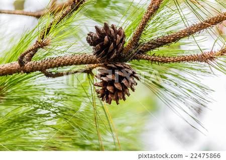 seeds of Khasiya Pine in Phu Rua National Park seeds of Khasiya Pine in Phu Rua National Park 22475866