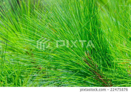 Khasiya Pine on in Phu Rua National Park,Thailand Khasiya Pine on in Phu Rua National Park,Thailand 22475876