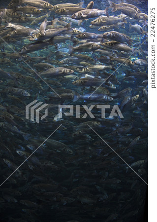 Fish school shoal in blue ocean 22476275