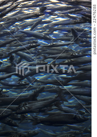 Fish school shoal in blue ocean 22476288