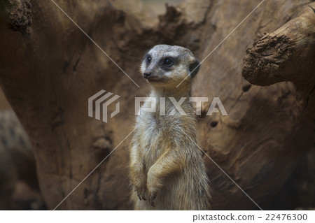 Meerkat standing Meerkat standing 22476300
