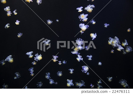 Glowing Blue Jellyfishes. 22476311