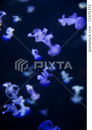 Glowing Blue Jellyfishes. 22476352