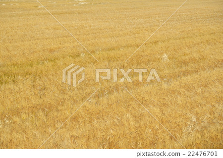 Two row barley of Omihachiman Two row barley of Omihachiman 22476701