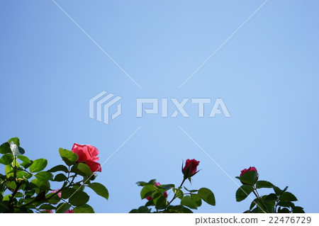 Rose frame 22476729