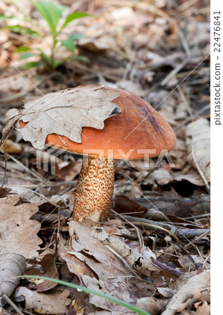 Red-capped scaber stalk (Leccinum aurantiacum) 22476841