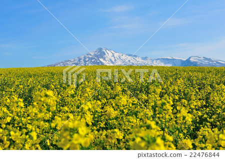 強姦花(Toriumi Takahara - Momino) 強姦花(Toriumi Takahara - Momino) 22476844