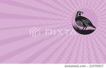 Business card California Valley Quail Bird Circle Business card California Valley Quail Bird Circle 22476957
