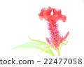 Flowers 22477058