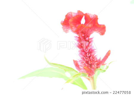 Flowers 22477058