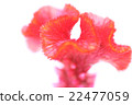 Flowers 22477059