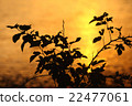 Dusk 22477061