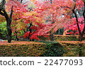 Autumn leaves 22477093