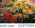 Autumn leaves 22477094