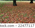 Fallen leaves  22477117