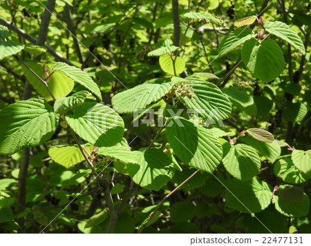 Toshi sickle 22477131