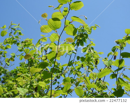 Toshi sickle 22477132