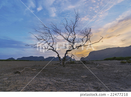 Dead trees and  beautiful sunset,Thailand 22477218