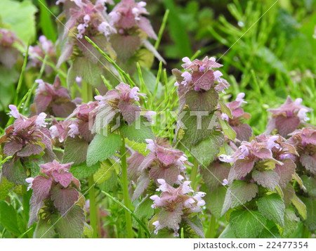 圖庫照片: 紫色死蕁麻 唇形科象草 花朵