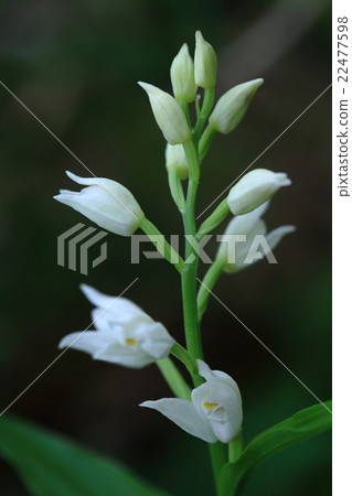 Natural plant ginran, it is one of relaxing to find a blooming figure 22477598