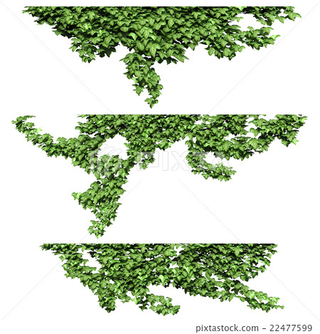 Ivy ivy 22477599