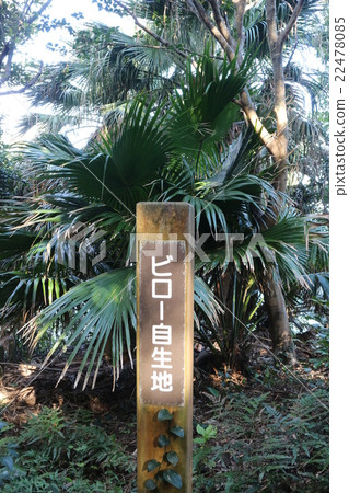 Birao native land of Ashizuri Cape 22478085