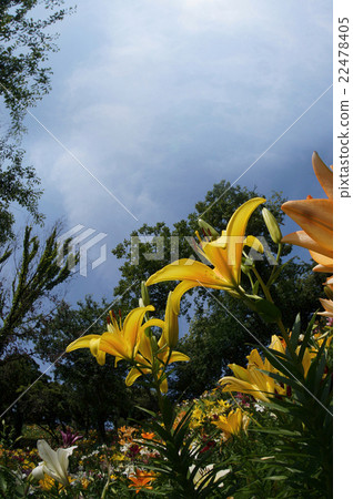 天空和鮮花 22478405