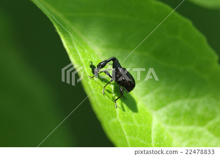 Living thing insect ego-turtle fish oshibumi, meal on. It is a figure that makes me think of a power shovel, but my neck is all right? 22478833