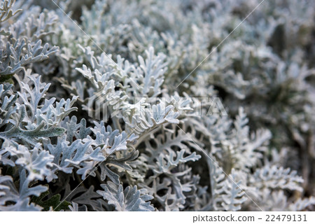 Cineraria silver, Cineraria silver, 22479131