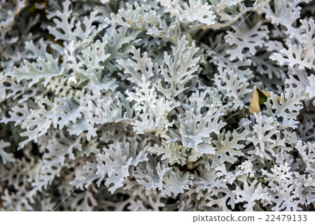 Cineraria silver, Cineraria silver, 22479133