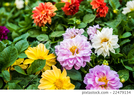 Beautiful flowers of chrysanthemums in the park Beautiful flowers of chrysanthemums in the park 22479134
