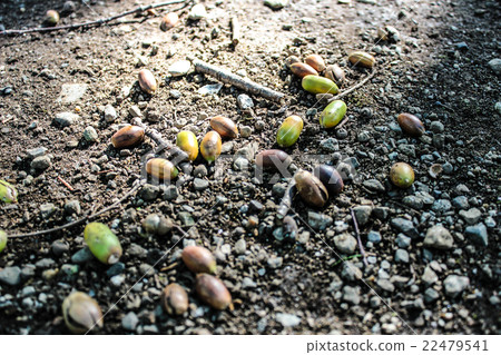 路邊的橡子 22479541