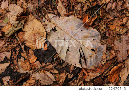 落葉 落葉 22479543