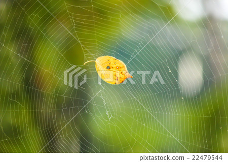 蜘蛛的巢 22479544