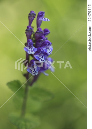 天然植物Tatsuna味噌,據說只在莖的一側向一個方向開花的花被稱為波前 天然植物Tatsuna味噌,據說只在莖的一側向一個方向開花的花被稱為波前 22479545