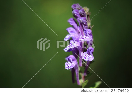天然植物Tatsuna mintow,長管末端的花朵。它看起來有點像Hotokenoza的花 天然植物Tatsuna mintow,長管末端的花朵。它看起來有點像Hotokenoza的花 22479600