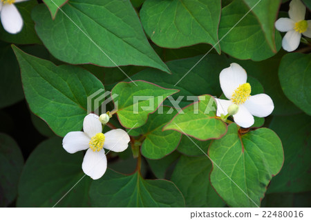 Houttuynia cordata flower 22480016