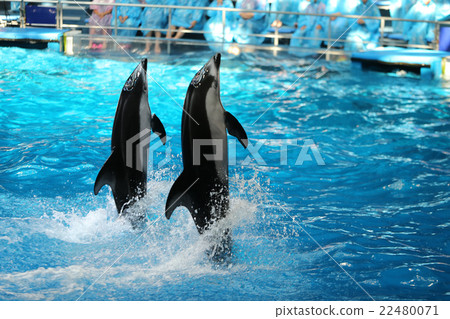 Dolphin Dolphin 22480071