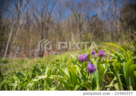 Katakuri在早春的satoyama開花 Katakuri在早春的satoyama開花 22480357