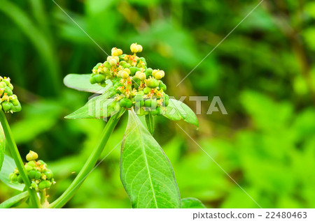 Grass seed Grass seed 22480463